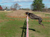 Canine Magic Dob Obedience Training, Massachusetts