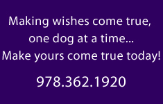 Successful Dog Training in Billerica Massachusetts 978-362-1920